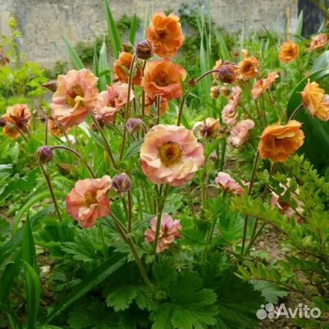 Гравилат чилийский Май-Тай и Борисий