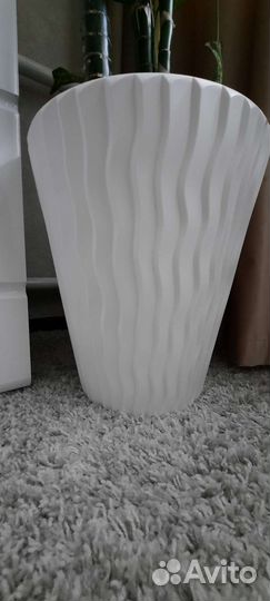 Диффенбахия