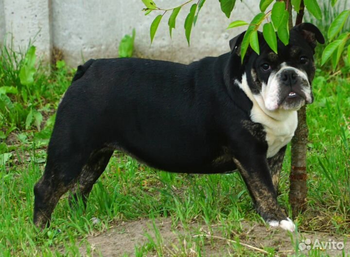 Английский бульдог