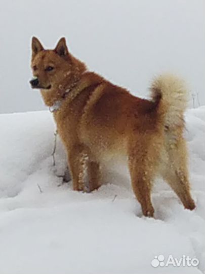 Карело финская лайка вязка