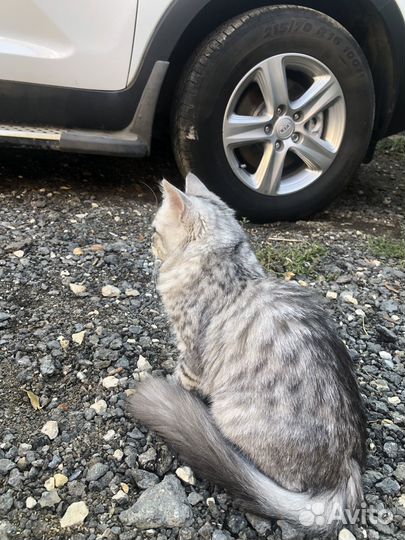 Котенок