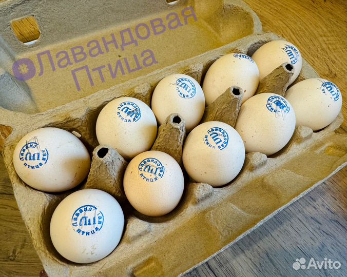 Инкубационное яйцо брама лаванда порцелян