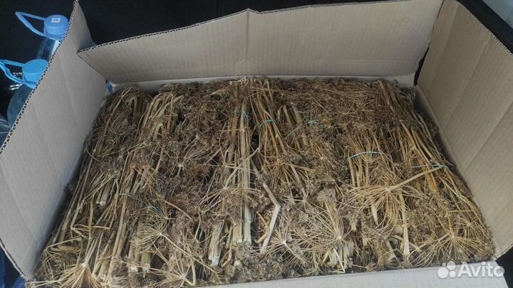 Пучки Укропа Зонтиком для раков