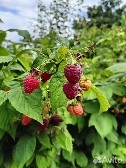 Вкусная малина самосбор