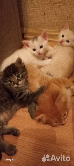 Котята в добрые руки мальчики