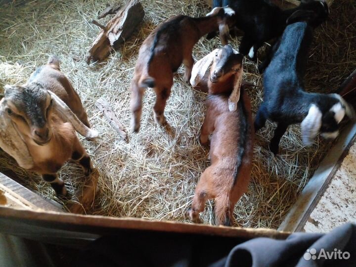 Продажа козлят