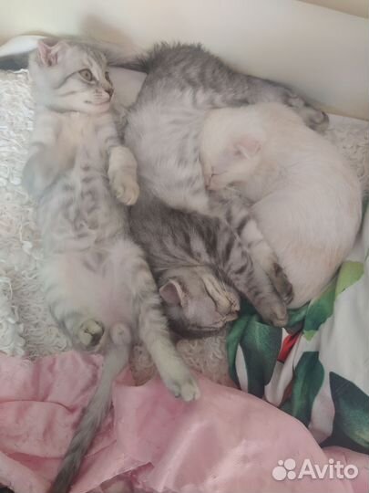 Кошка