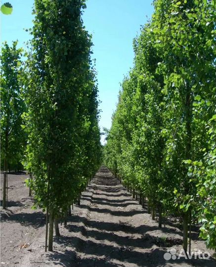 Тополь пирамидальный