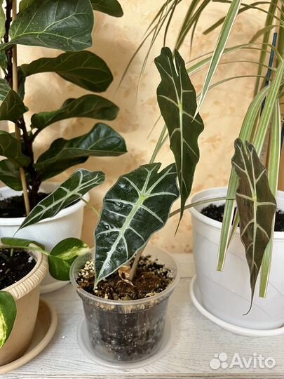 Алоказия Полли