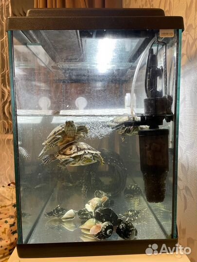 Аквариум 122 литра с черепахами