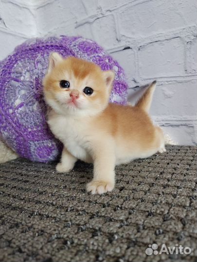 Шотландский котик