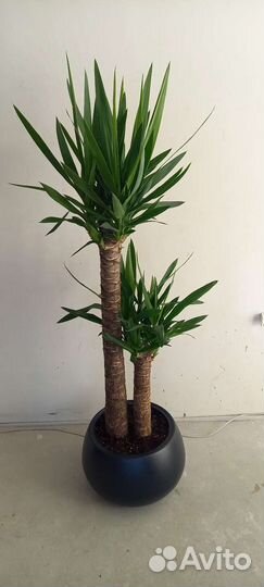 Юкка пальма 160 см