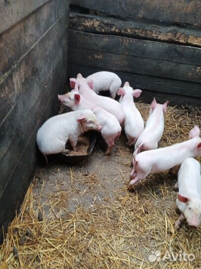 Мясо свинины