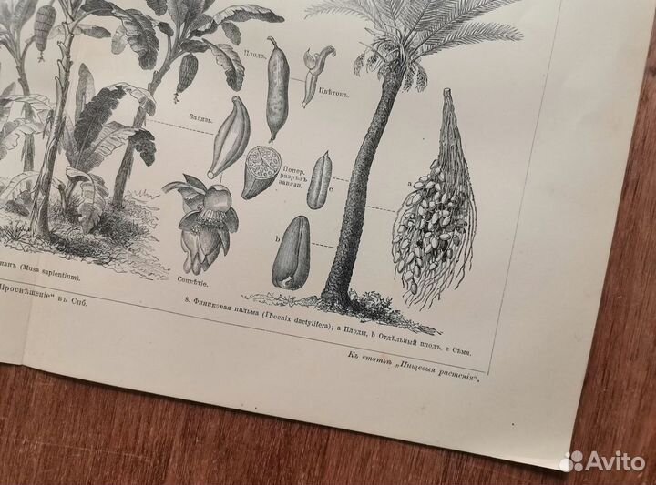 Антикварная гравюра. Полезные Растения. 1901 год