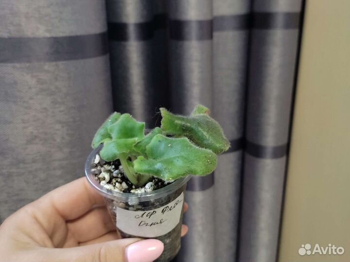 Укоренённый лист фиалки с детками