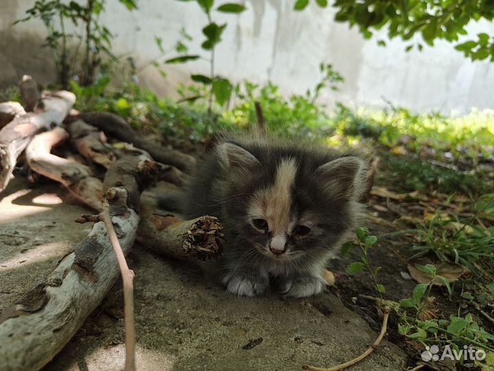 Пушистые котята