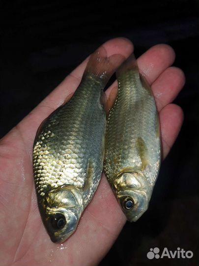 Живец карась