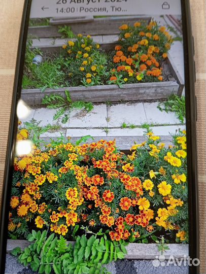 Семена бархатцев