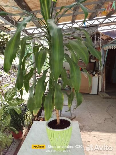 Драцена душистая