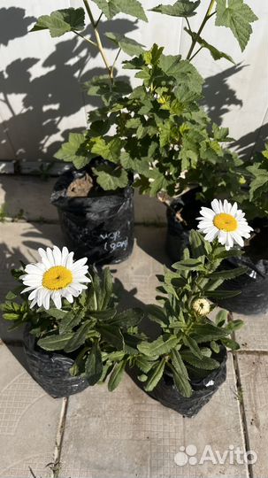 Ромашка крупная