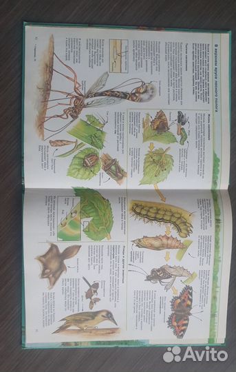 Детская энциклопедия