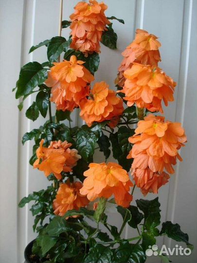 Кроссандра