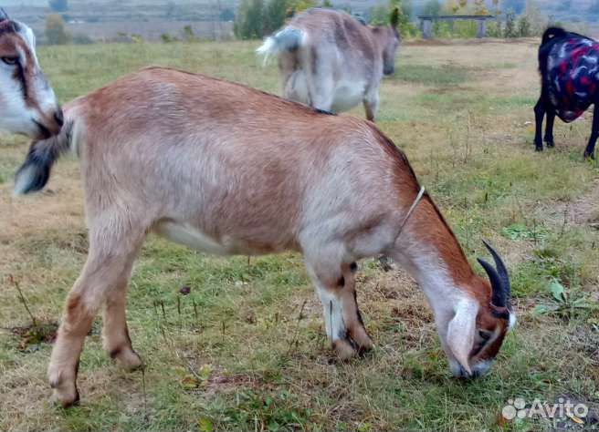 Коза дойная. Козочка англо-нубийская