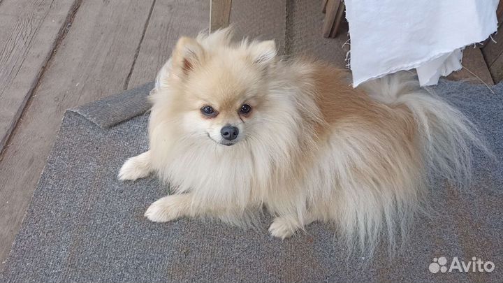 Шпиц вязка девочка