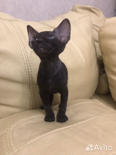 Кошки донской сфинкс