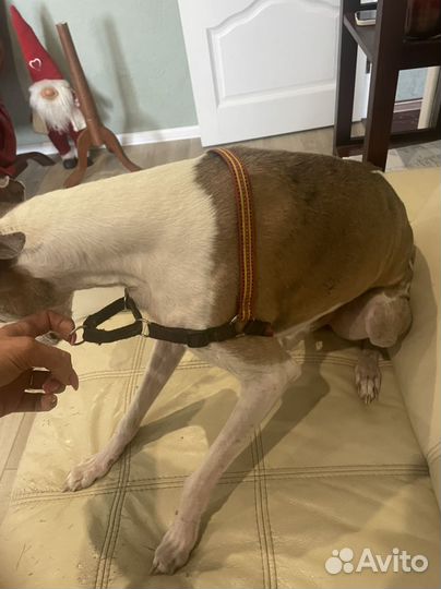 Шлейка корректирующая. Шлейка для собак