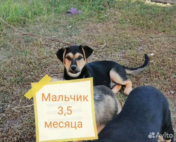 Щенки