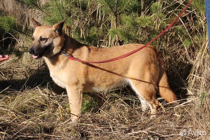 Собака Рыжуля