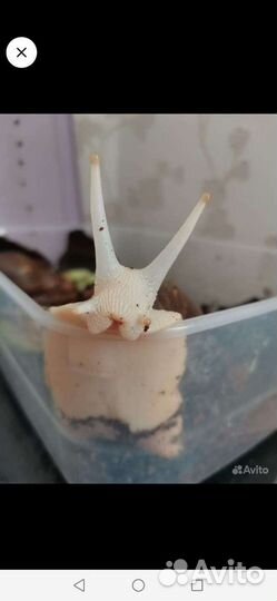 Улитка Ахатина альбино