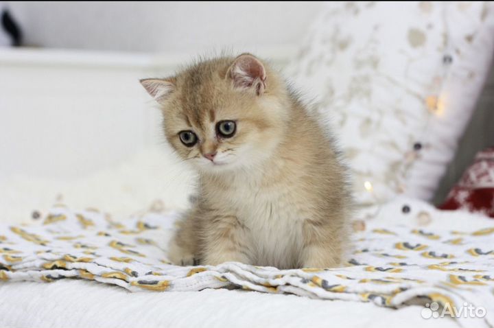 Британские котята золотые