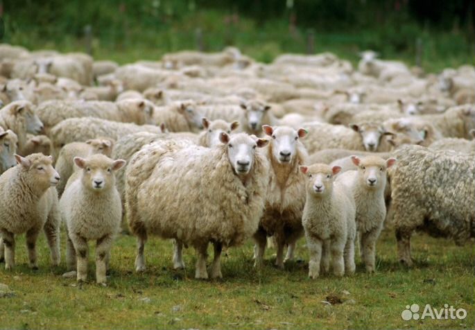 Овцы Курбан