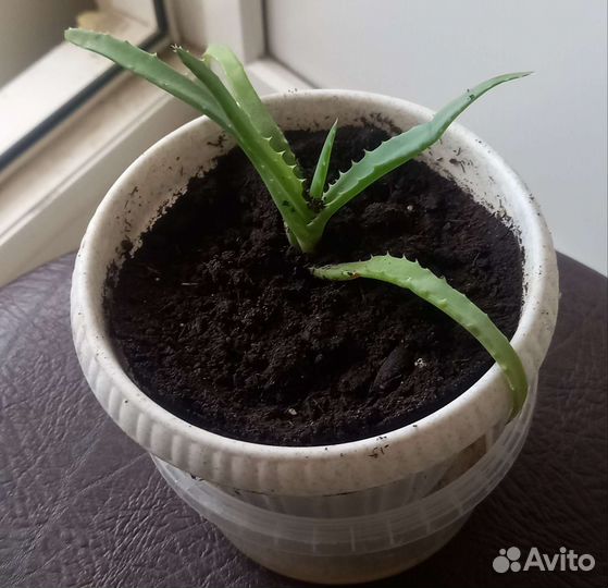 Алоэ лечебный