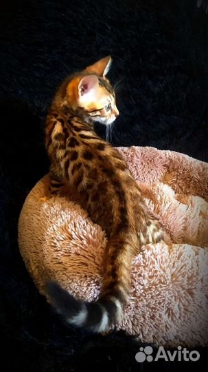 Бенгальский котенок