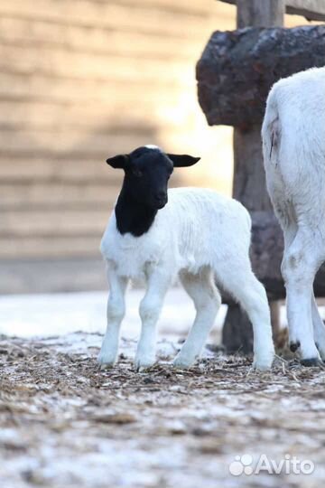 Ягнята породы Дорпер