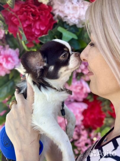 Чихуахуа мальчик