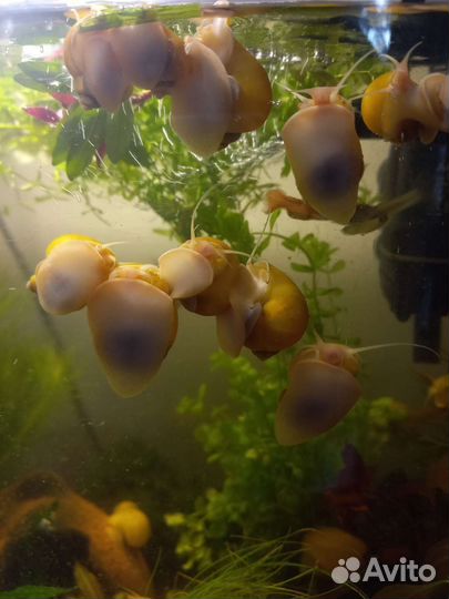 Улитки ампулярии