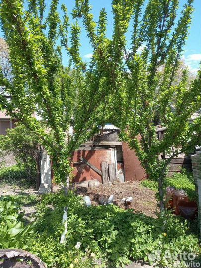 Саженцы сливы жёлтой