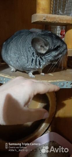 Пара шиншилл