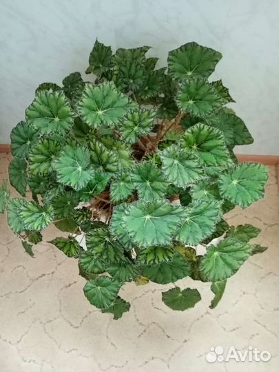 Цветы В ассортименте