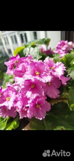 Листочки фиалки