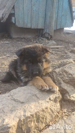Щенки немецкой овчарки