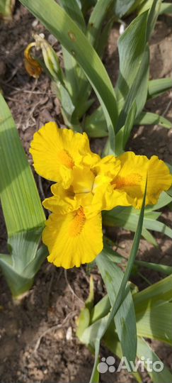 Ирисы карликовые