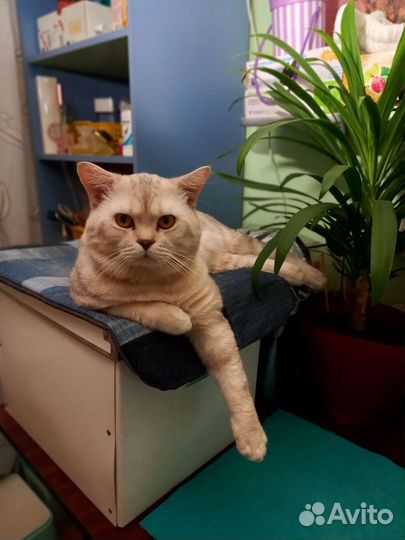 Шотландский кот, вязка