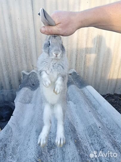 Кролики мясных пород