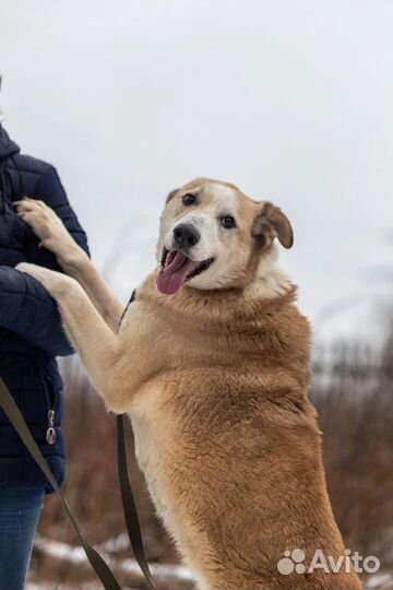 Отдам собаку в хорошие руки
