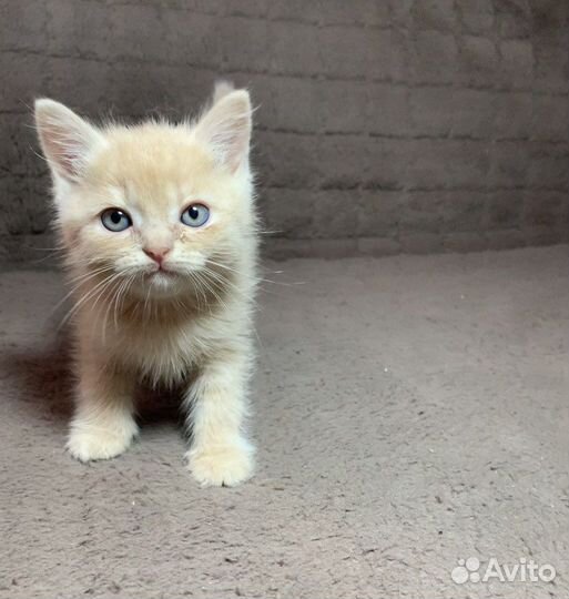 Британские котята